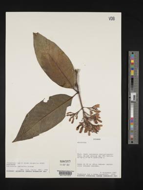 Palicourea lasiantha image