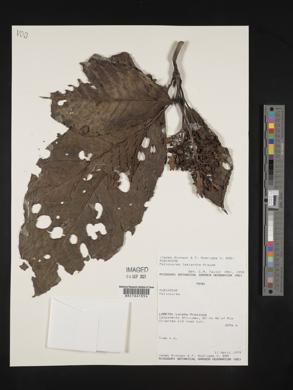 Palicourea lasiantha image
