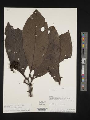 Palicourea lasiantha image