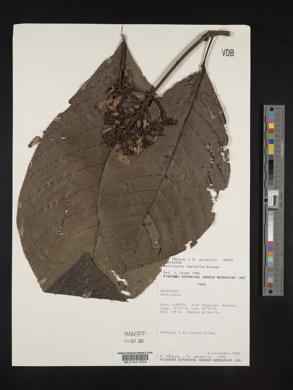 Palicourea lasiantha image