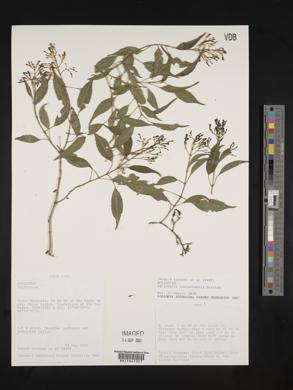 Palicourea lasiorrhachis image