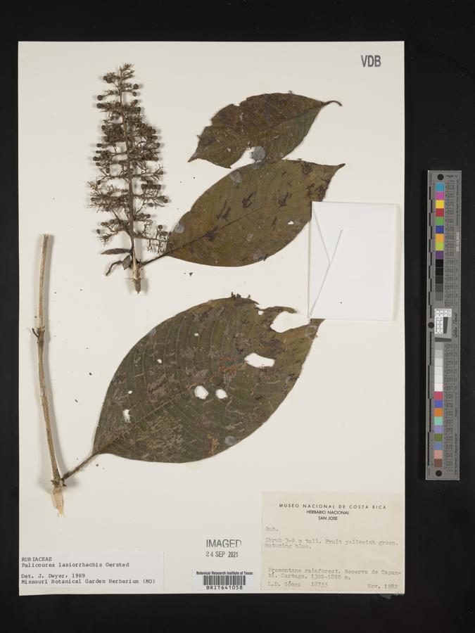 Palicourea lasiorrhachis image