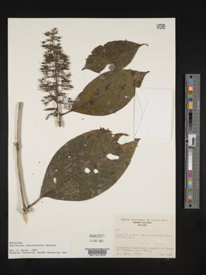 Palicourea lasiorrhachis image