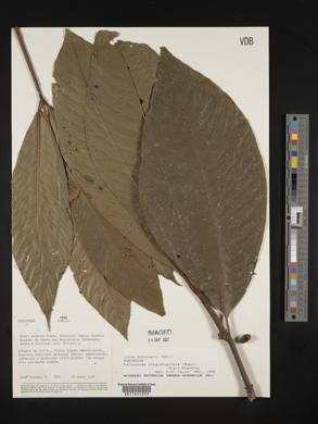 Palicourea longistipulata image