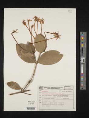 Posoqueria latifolia image