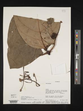 Posoqueria latifolia image