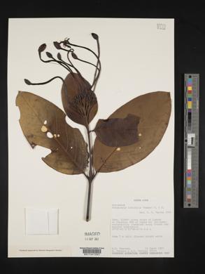 Posoqueria latifolia image