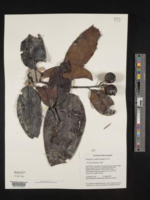 Posoqueria latifolia image