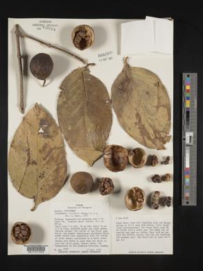 Posoqueria latifolia image