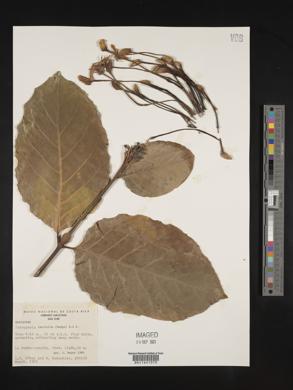 Posoqueria latifolia image