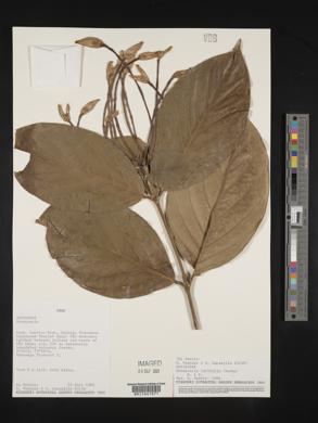 Posoqueria latifolia image