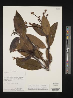 Posoqueria latifolia image
