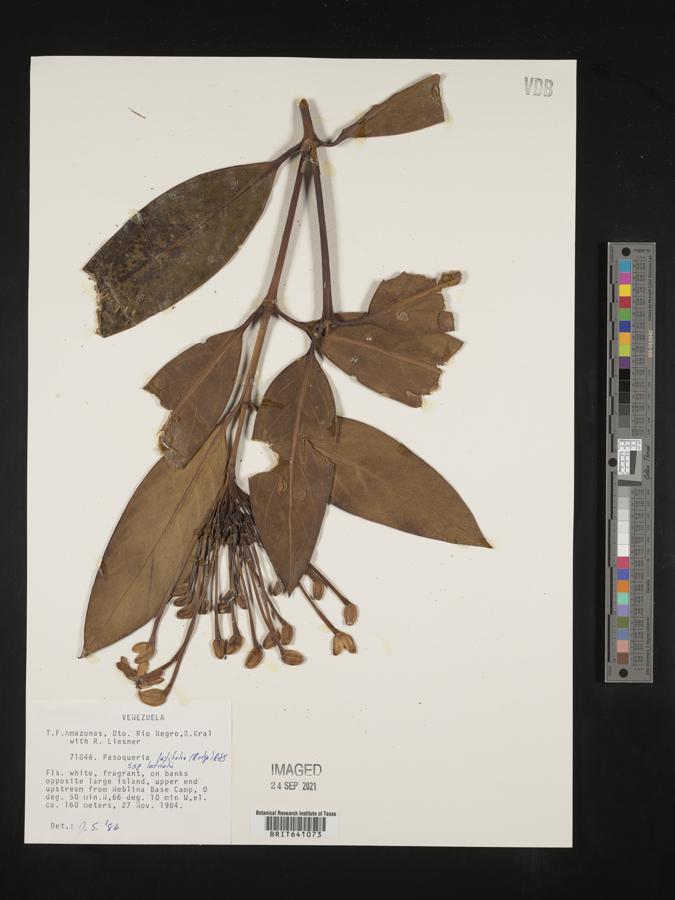 Posoqueria latifolia subsp. latifolia image