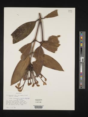 Posoqueria latifolia image