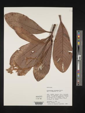 Platycarpum acreanum image
