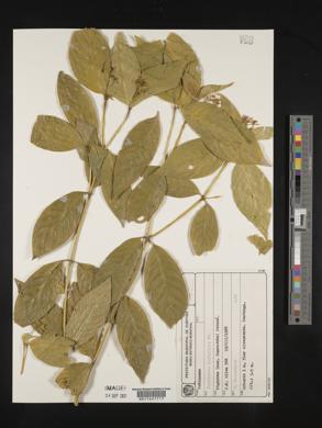 Palicourea hoffmannseggiana image