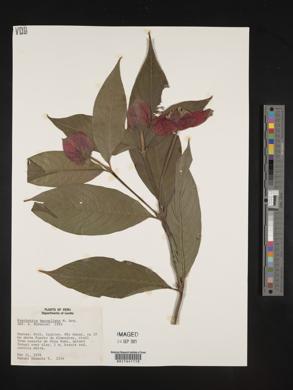 Palicourea tomentosa image