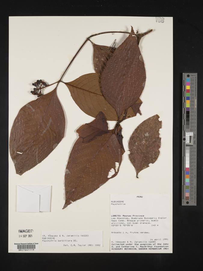 Palicourea hoffmannseggiana image