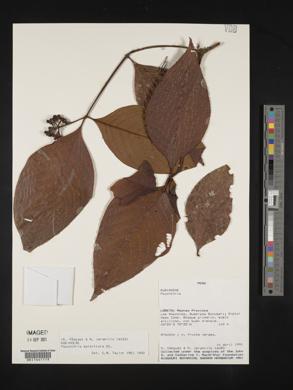 Palicourea hoffmannseggiana image