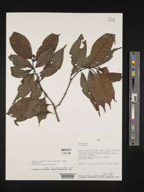 Palicourea hoffmannseggiana image