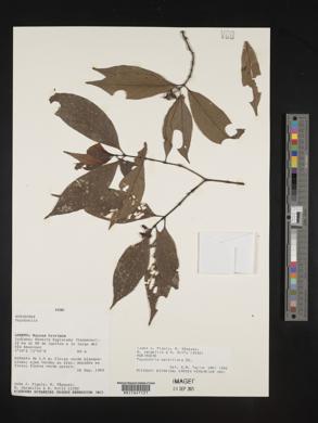 Palicourea hoffmannseggiana image