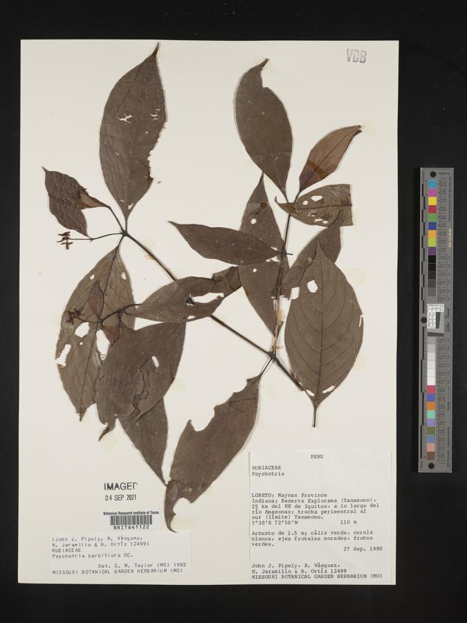 Palicourea hoffmannseggiana image