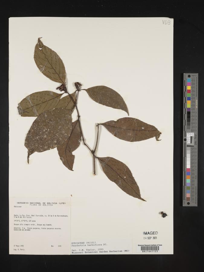 Palicourea hoffmannseggiana image