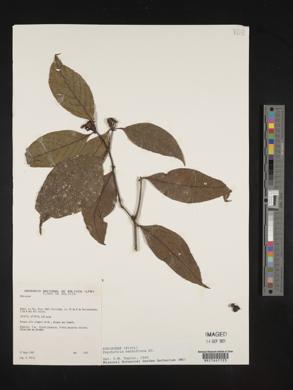 Palicourea hoffmannseggiana image