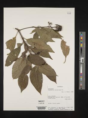 Psychotria berteriana image
