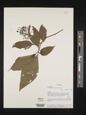 Psychotria berteriana image