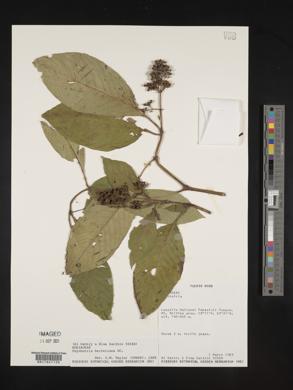 Psychotria berteroana image