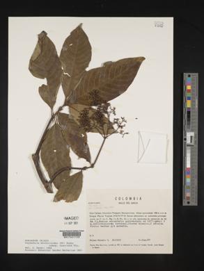 Psychotria bertieroides image