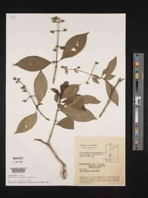 Psychotria brachiata image