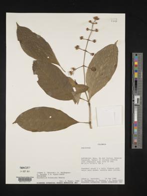 Psychotria brachiata image
