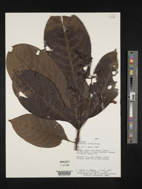 Psychotria brachiata image