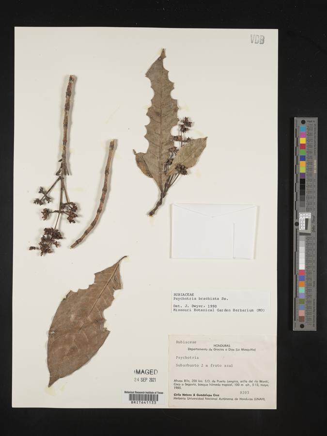 Psychotria brachiata image
