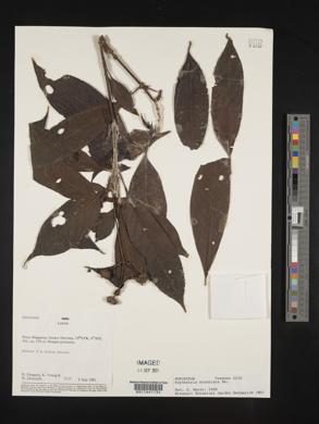 Psychotria brachiata image