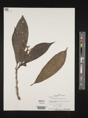 Psychotria brachiata image