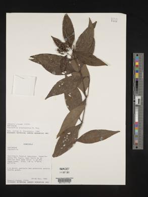 Psychotria gracilenta image