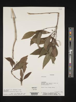 Image of Psychotria brevicaulis