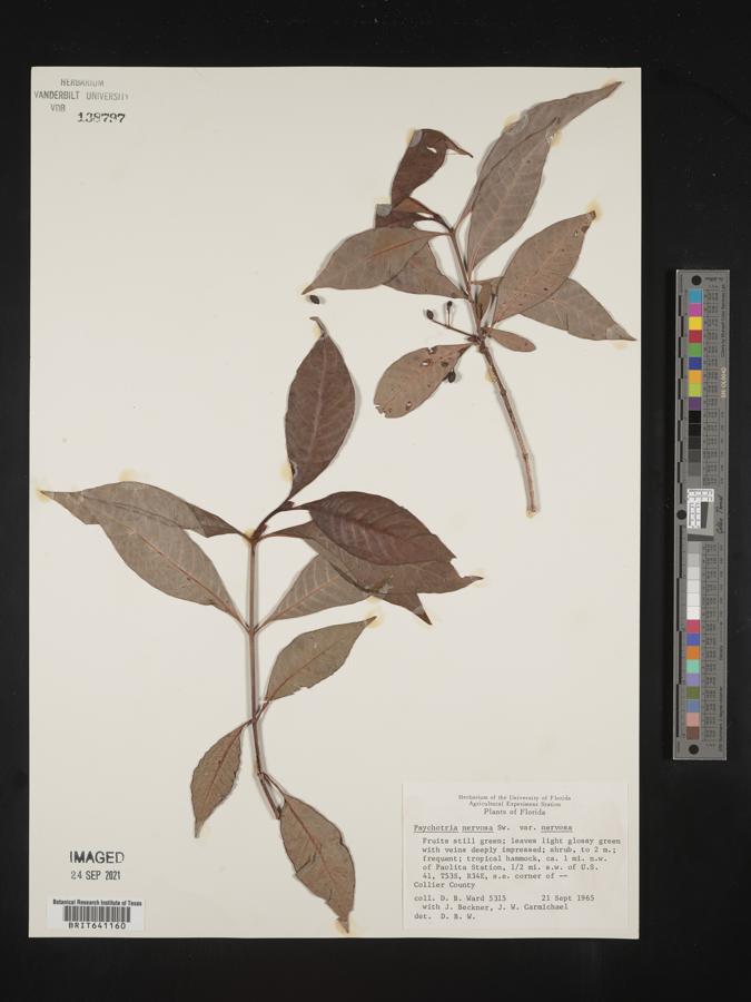 Psychotria nervosa var. nervosa image