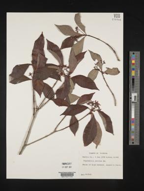 Psychotria nervosa image