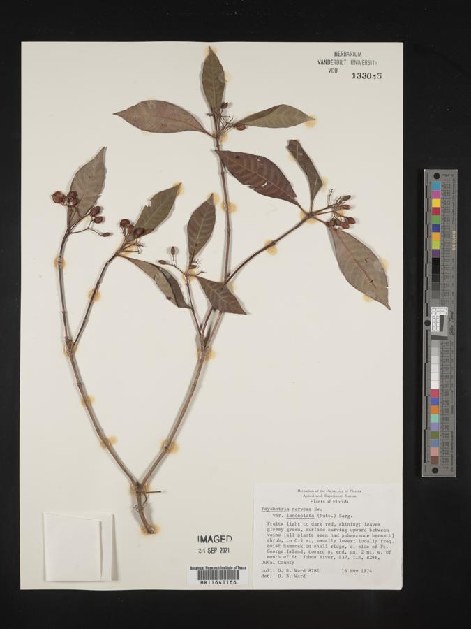 Psychotria nervosa var. lanceolata image