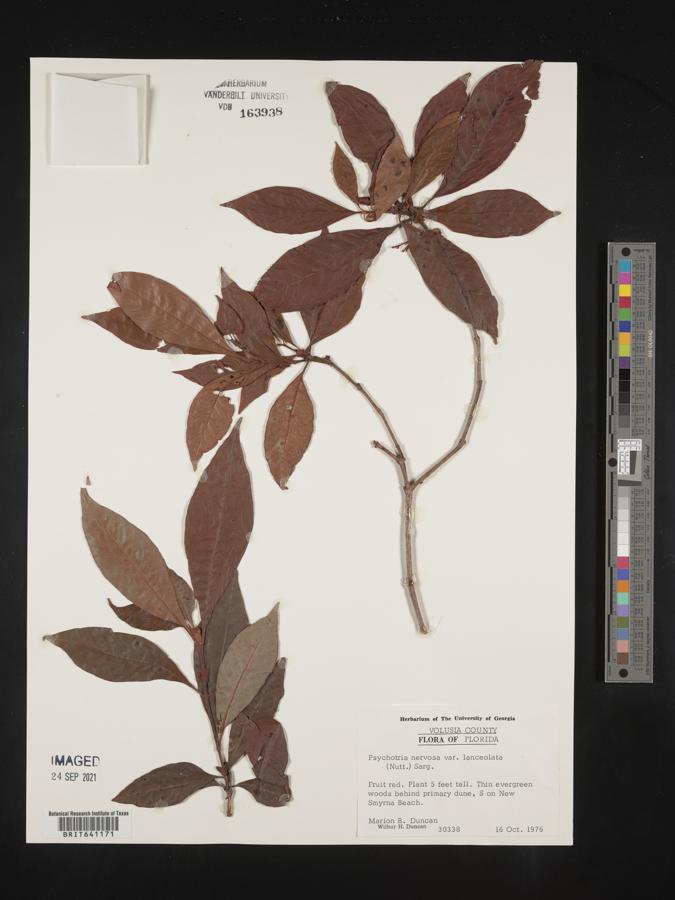 Psychotria nervosa var. lanceolata image