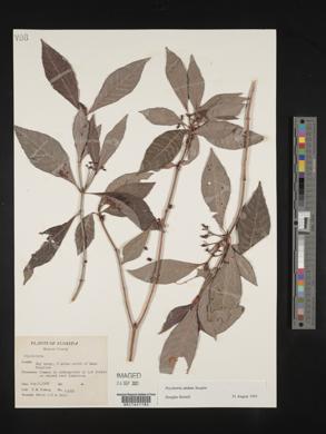 Psychotria undata image