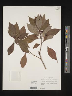Psychotria undata image