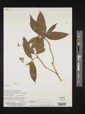 Psychotria capitata image