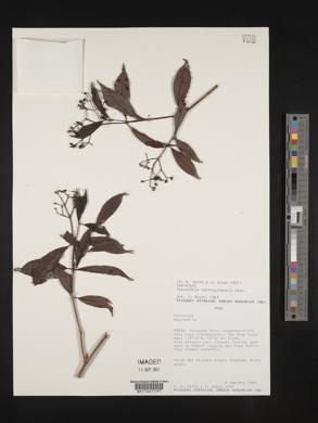 Psychotria carthagenensis image
