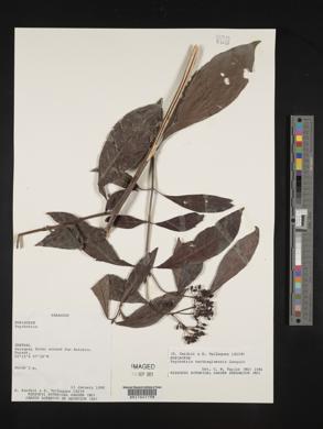 Psychotria carthagenensis image