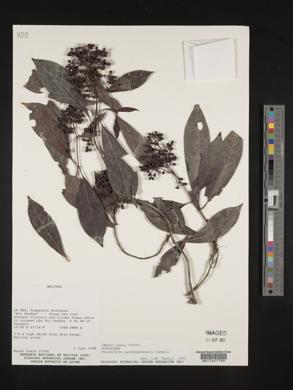 Psychotria carthagenensis image